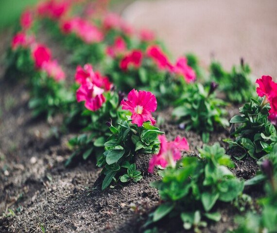 garden-landscaping