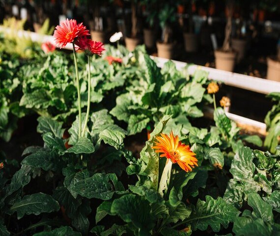 garden-nursery