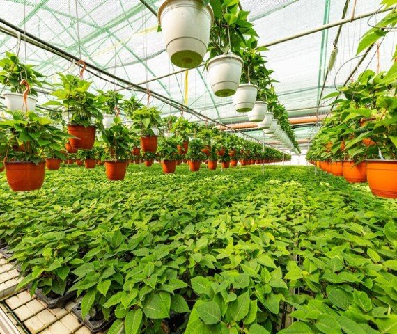 greenhouse (3)