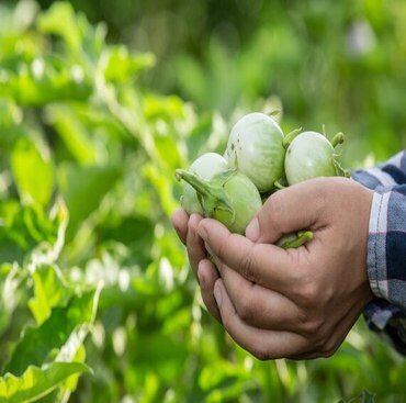 organic farming