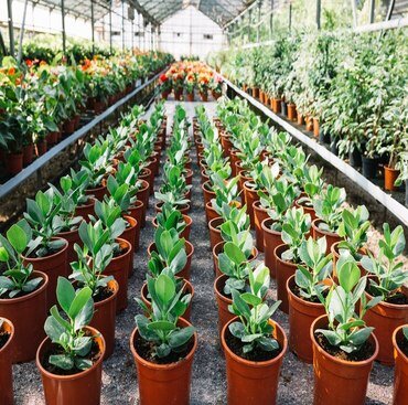 pots