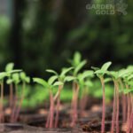vermicompost fertilizer