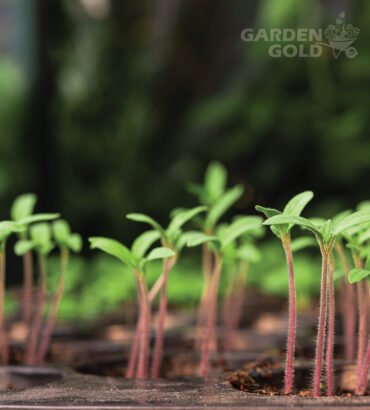 vermicompost fertilizer