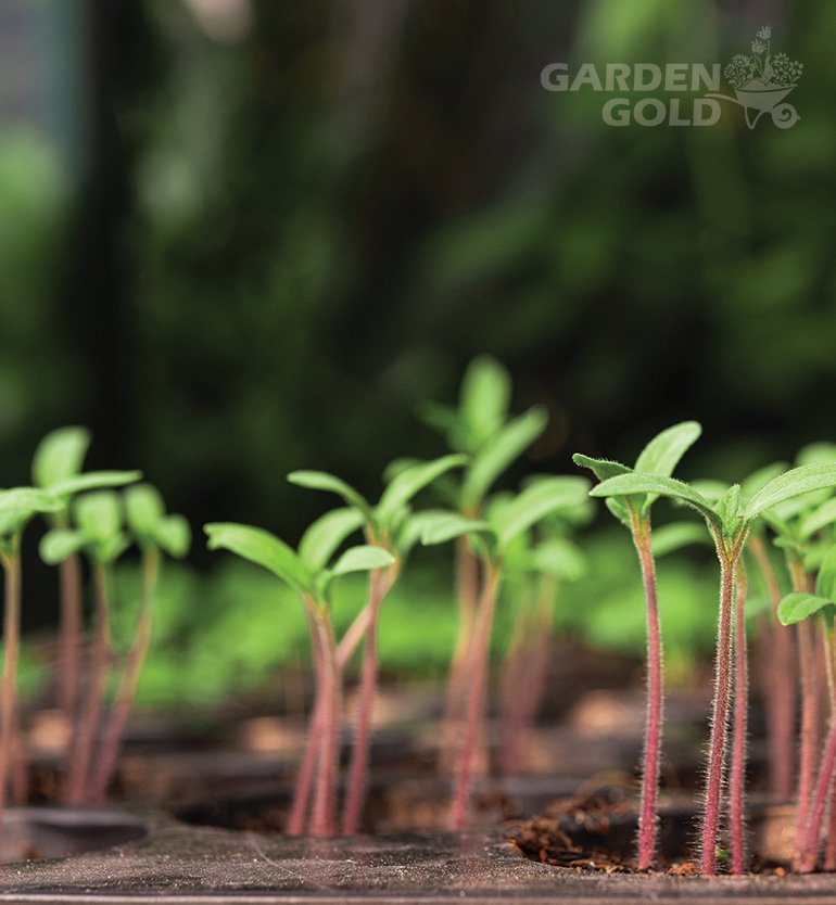 vermicompost fertilizer