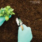vermicompost organic manure