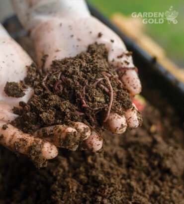 Vermicompost plant