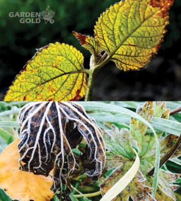 Winter-Plant-Diseases