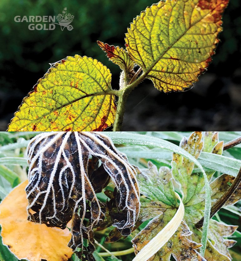 Common Winter Plant Diseases and How to Prevent Them