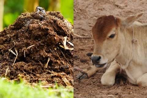 Process of Vermicompost-Step 1