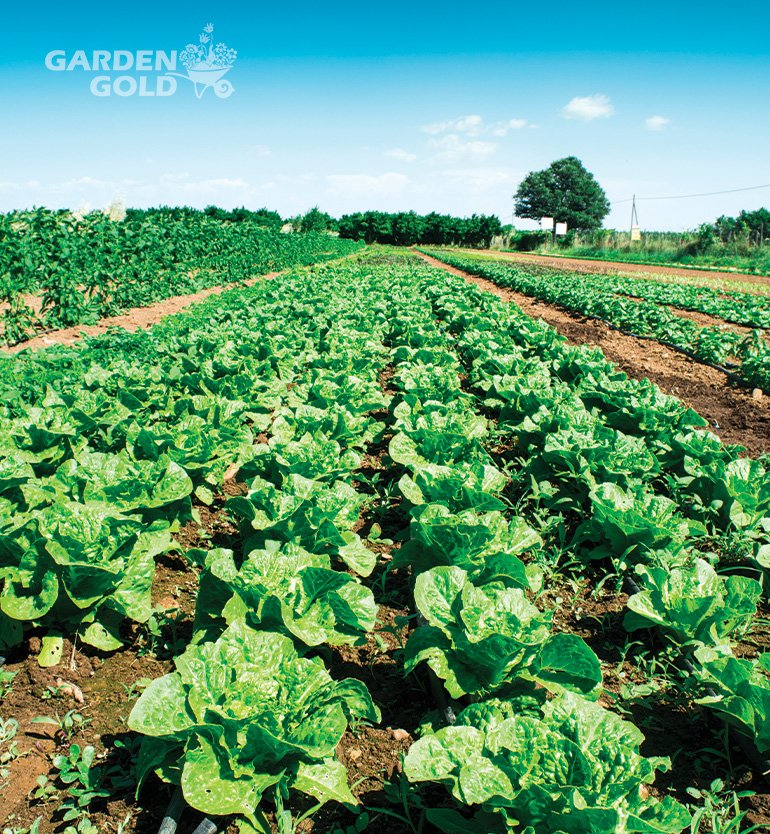 Organic Manure for Winter Crops