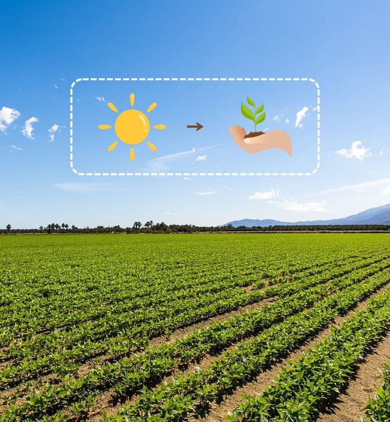 Vermicompost for Plants